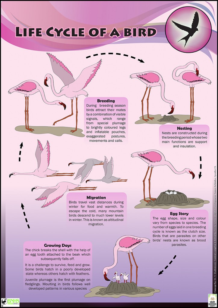 bird life educational conservation poster for kids design illustrated (1)