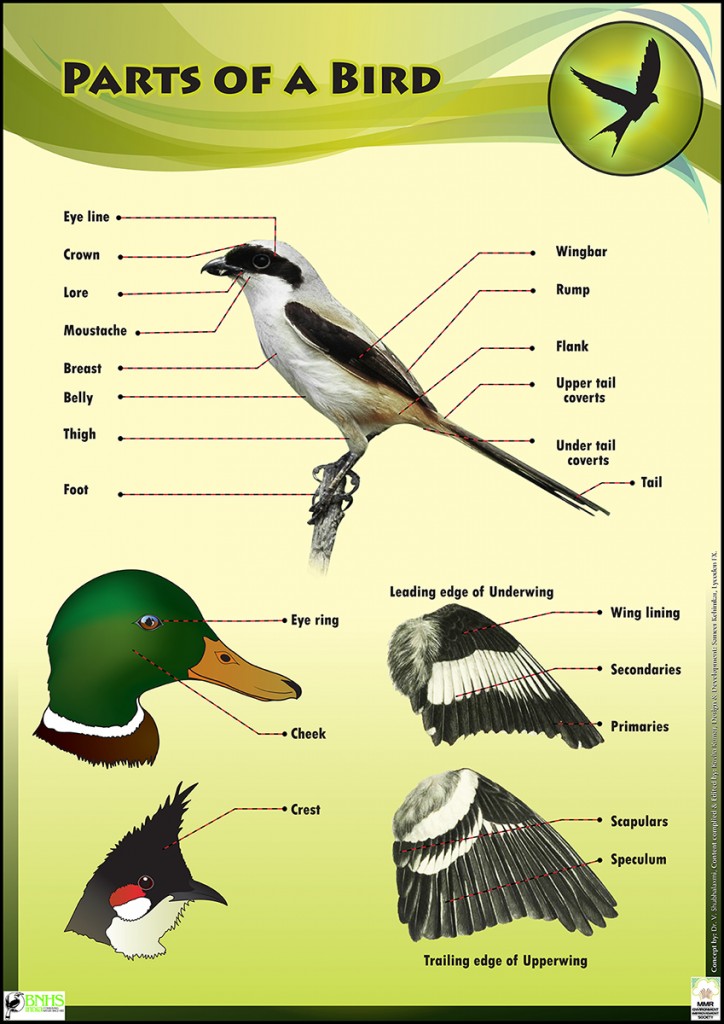 bird life educational conservation poster for kids design illustrated (2)