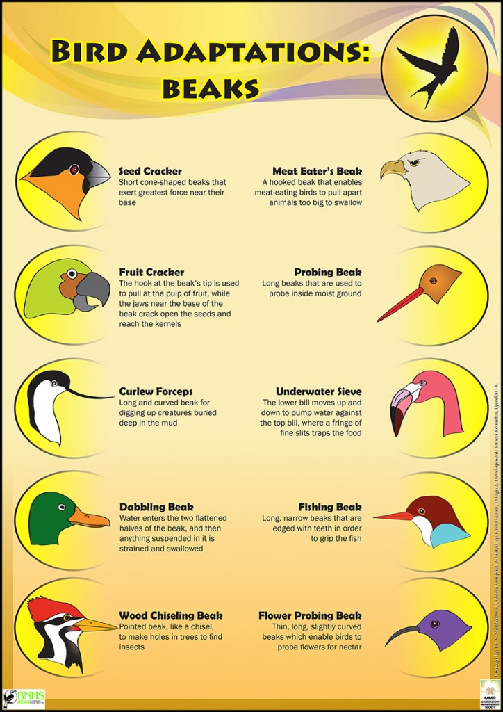 bird life educational conservation poster for kids design illustrated (4)
