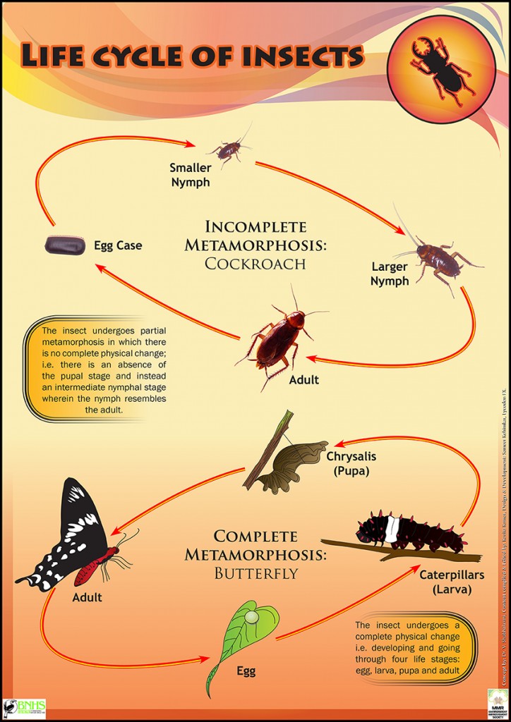 Insect Life Educational Posters For Kids Schools