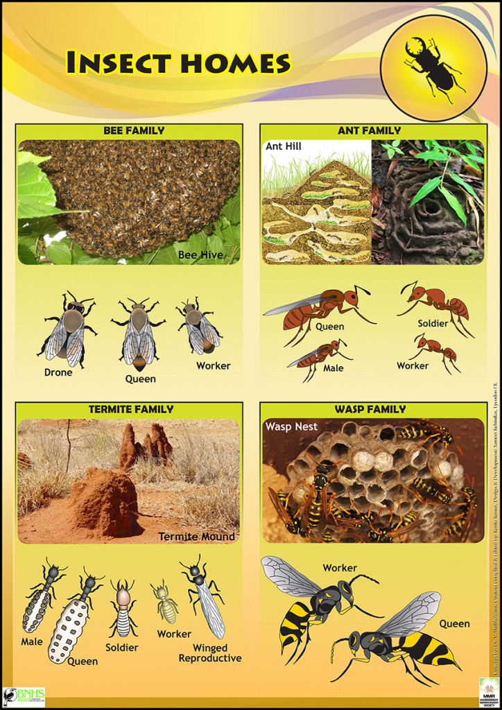 Insect Life Educational posters for Kids & schools