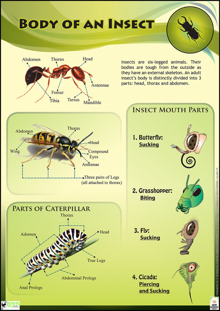 Insect Body parts explained