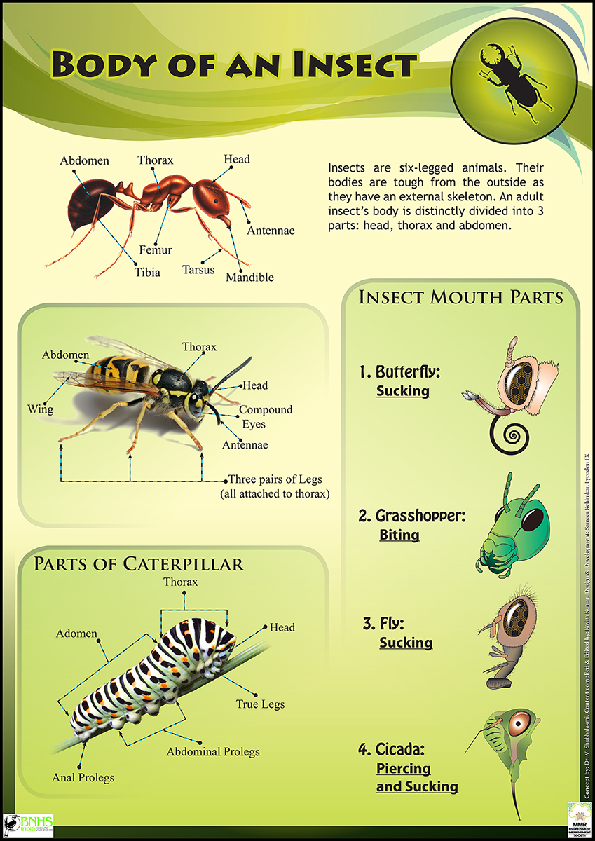 Insect Life Educational Posters For Kids Schools