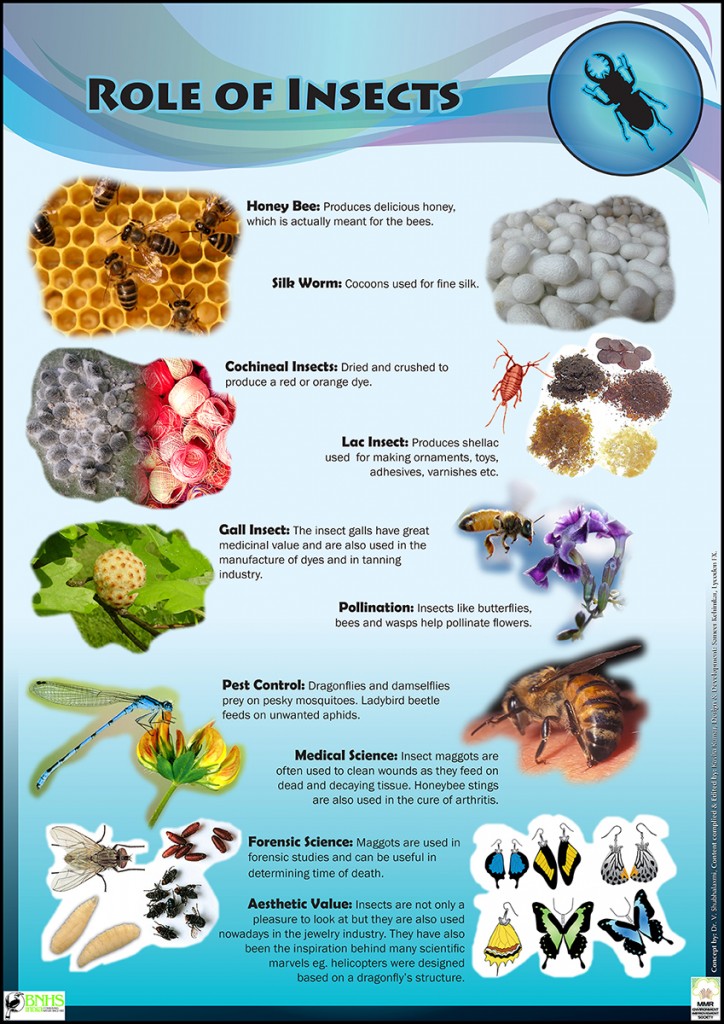 Role of Insects lycodonfx